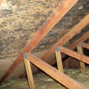 mold-remediation-6